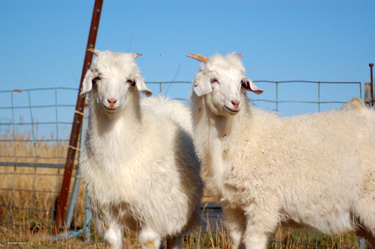 Cashmere Fleece Testing