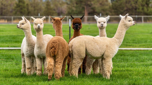 Alpaka, Fleece, Flockprüfung