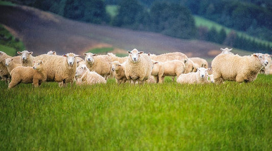 Alpaka, Fleece, Flockprüfung